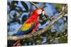 Scarlet Macaw, Costa Rica-null-Mounted Photographic Print