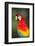 Scarlet Macaw, Costa Rica-null-Framed Photographic Print