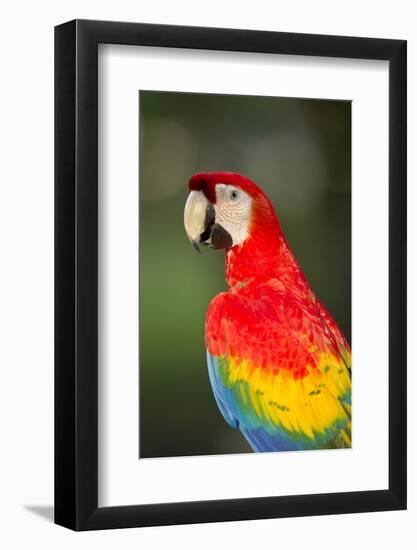 Scarlet Macaw, Costa Rica-null-Framed Photographic Print