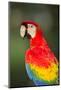 Scarlet Macaw, Costa Rica-null-Mounted Photographic Print