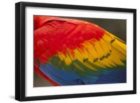 Scarlet Macaw, Costa Rica-null-Framed Photographic Print