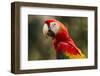 Scarlet Macaw, Costa Rica-null-Framed Photographic Print