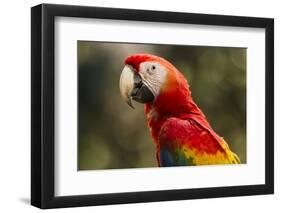 Scarlet Macaw, Costa Rica-null-Framed Photographic Print