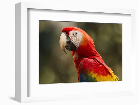 Scarlet Macaw, Costa Rica-null-Framed Photographic Print