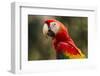 Scarlet Macaw, Costa Rica-null-Framed Photographic Print