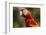 Scarlet Macaw, Costa Rica-null-Framed Photographic Print