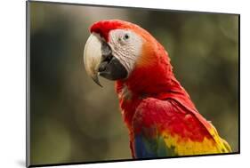 Scarlet Macaw, Costa Rica-null-Mounted Photographic Print