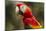 Scarlet Macaw, Costa Rica-null-Mounted Photographic Print