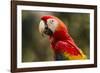 Scarlet Macaw, Costa Rica-null-Framed Photographic Print