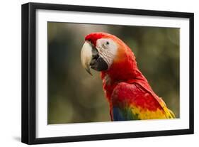 Scarlet Macaw, Costa Rica-null-Framed Photographic Print