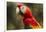 Scarlet Macaw, Costa Rica-null-Framed Photographic Print