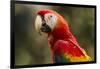 Scarlet Macaw, Costa Rica-null-Framed Photographic Print