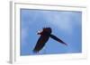 Scarlet Macaw, Costa Rica-null-Framed Photographic Print