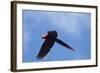 Scarlet Macaw, Costa Rica-null-Framed Photographic Print