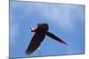 Scarlet Macaw, Costa Rica-null-Mounted Photographic Print