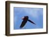 Scarlet Macaw, Costa Rica-null-Framed Photographic Print