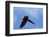 Scarlet Macaw, Costa Rica-null-Framed Photographic Print