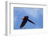 Scarlet Macaw, Costa Rica-null-Framed Photographic Print