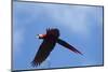 Scarlet Macaw, Costa Rica-null-Mounted Photographic Print