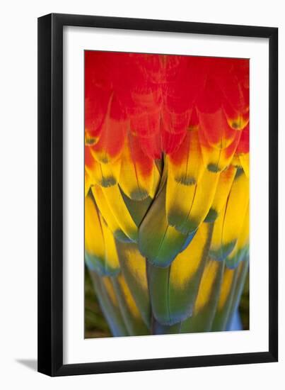 Scarlet Macaw, Costa Rica-null-Framed Photographic Print