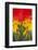 Scarlet Macaw, Costa Rica-null-Framed Photographic Print