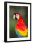 Scarlet Macaw, Costa Rica-null-Framed Photographic Print