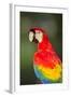 Scarlet Macaw, Costa Rica-null-Framed Photographic Print