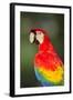 Scarlet Macaw, Costa Rica-null-Framed Photographic Print