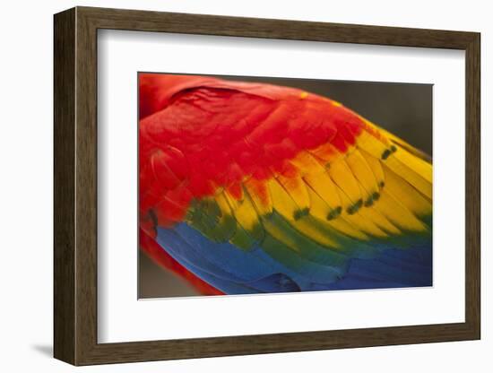 Scarlet Macaw, Costa Rica-null-Framed Photographic Print