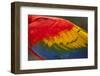 Scarlet Macaw, Costa Rica-null-Framed Photographic Print