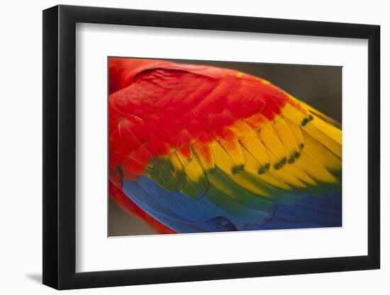 Scarlet Macaw, Costa Rica-null-Framed Photographic Print