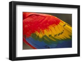 Scarlet Macaw, Costa Rica-null-Framed Photographic Print