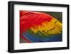 Scarlet Macaw, Costa Rica-null-Framed Photographic Print