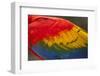 Scarlet Macaw, Costa Rica-null-Framed Photographic Print