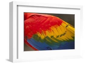 Scarlet Macaw, Costa Rica-null-Framed Photographic Print