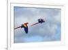 Scarlet Macaw, Costa Rica-null-Framed Photographic Print