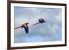 Scarlet Macaw, Costa Rica-null-Framed Photographic Print