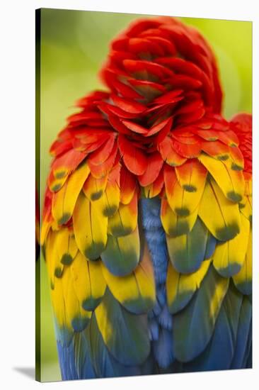 Scarlet Macaw, Costa Rica-null-Stretched Canvas