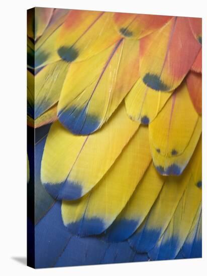 Scarlet Macaw Feather Detail, Chichicastenango, Western Highlands, Guatemala-Rob Tilley-Stretched Canvas