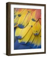 Scarlet Macaw Feather Detail, Chichicastenango, Western Highlands, Guatemala-Rob Tilley-Framed Photographic Print