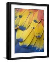 Scarlet Macaw Feather Detail, Chichicastenango, Western Highlands, Guatemala-Rob Tilley-Framed Photographic Print