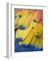 Scarlet Macaw Feather Detail, Chichicastenango, Western Highlands, Guatemala-Rob Tilley-Framed Photographic Print