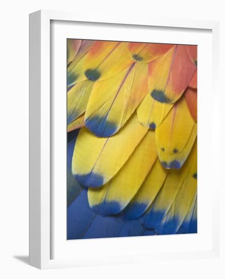 Scarlet Macaw Feather Detail, Chichicastenango, Western Highlands, Guatemala-Rob Tilley-Framed Photographic Print