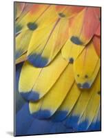 Scarlet Macaw Feather Detail, Chichicastenango, Western Highlands, Guatemala-Rob Tilley-Mounted Photographic Print