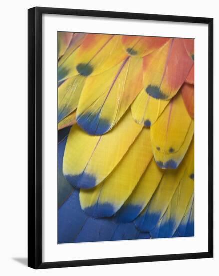 Scarlet Macaw Feather Detail, Chichicastenango, Western Highlands, Guatemala-Rob Tilley-Framed Photographic Print