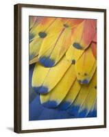 Scarlet Macaw Feather Detail, Chichicastenango, Western Highlands, Guatemala-Rob Tilley-Framed Photographic Print