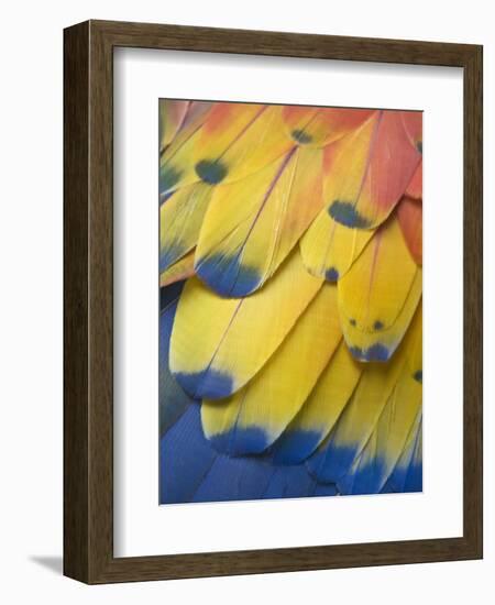 Scarlet Macaw Feather Detail, Chichicastenango, Western Highlands, Guatemala-Rob Tilley-Framed Photographic Print