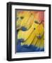 Scarlet Macaw Feather Detail, Chichicastenango, Western Highlands, Guatemala-Rob Tilley-Framed Photographic Print