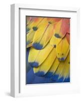 Scarlet Macaw Feather Detail, Chichicastenango, Western Highlands, Guatemala-Rob Tilley-Framed Photographic Print