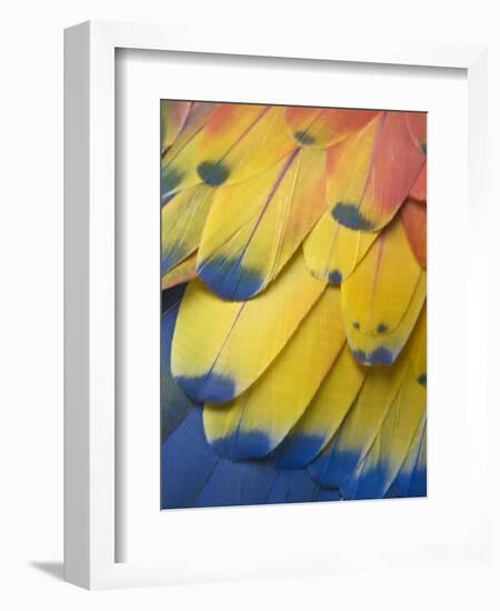 Scarlet Macaw Feather Detail, Chichicastenango, Western Highlands, Guatemala-Rob Tilley-Framed Photographic Print